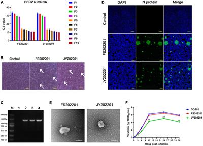 Isolation, identification, and pathogenicity of porcine epidemic diarrhea virus
